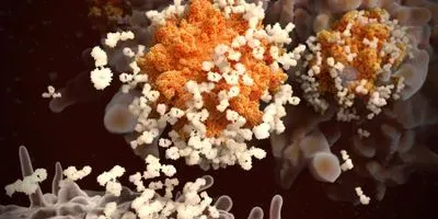 immune system response to COVID-19