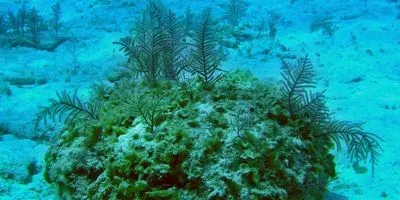 Horn corals of the species Antillogorgia elisabethae