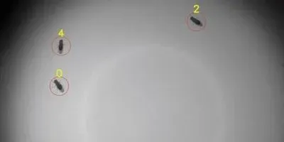 Fruit Flies