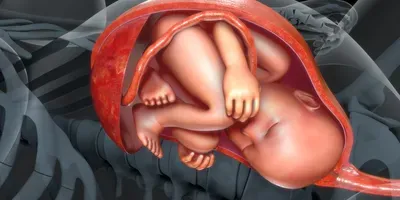 baby in the womb