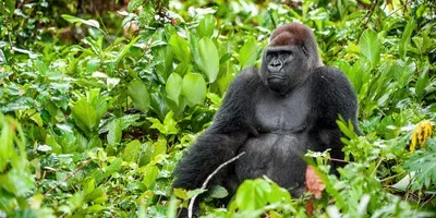 Gorilla