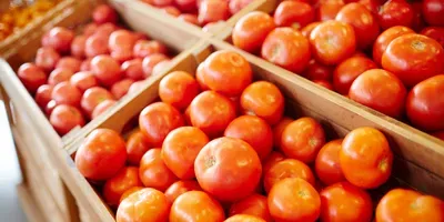 Tomatoes
