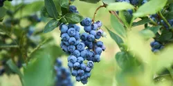 blueberries