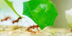 leafcutter ants