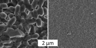 Biofilm Formation