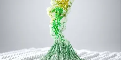 Depiction of a gut bacteria attached to cellulose fibers through adhesion proteins on the bacterial surface.