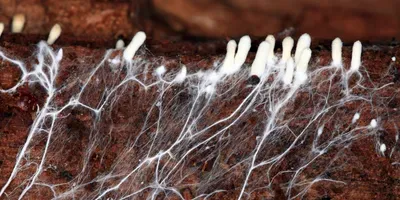 mycelium