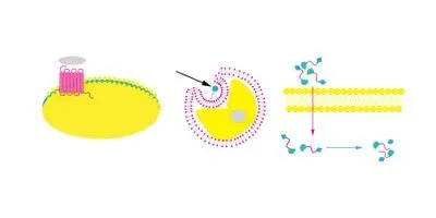 Advancements and Technologies Driving Peptide Drug Design and Development