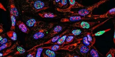 New Cytometry Service Provides Automated Analysis of Fluorescent Biomarkers
