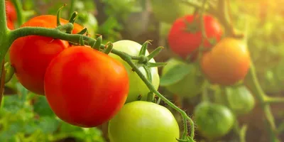 tomatoes