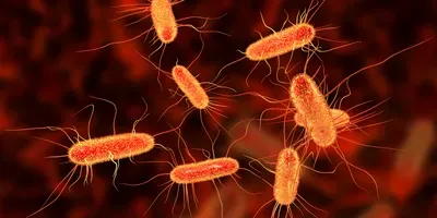 E. Coli