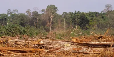 Deforestation in Amazon