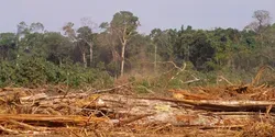 Deforestation in Amazon