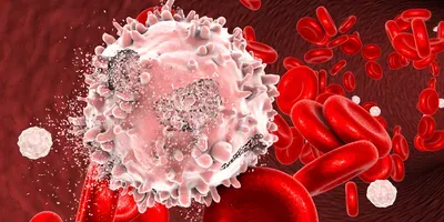 white blood cell illustration