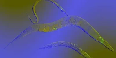 C. elegans