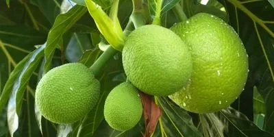breadfruit
