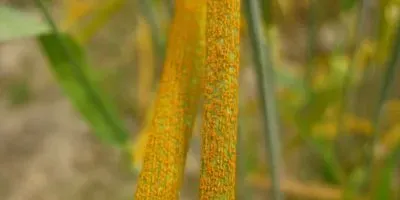 Stripe Rust on Wheat