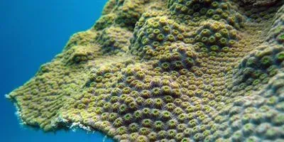 Closeup of Coral