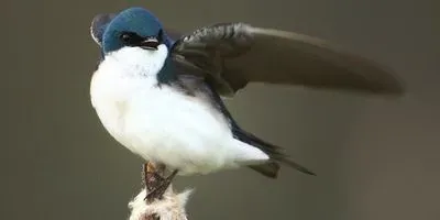 Tree Swallow