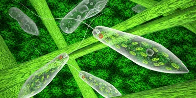 microalgae for health foods