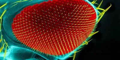 fruit fly eye