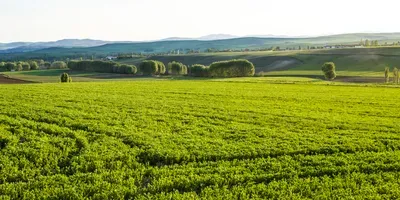 lentil field