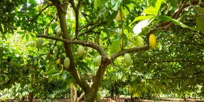 cocoa tree