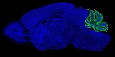 Rethinking the link between cannabinoids and learning 