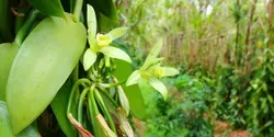 vanilla plants