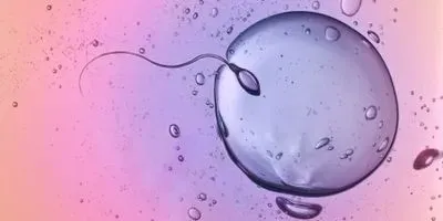 egg and sperm