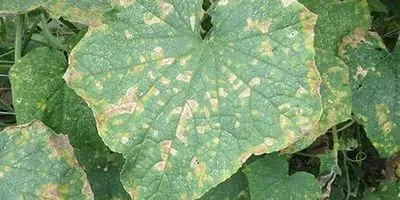 Cucurbit Downy Mildew on Cucumber