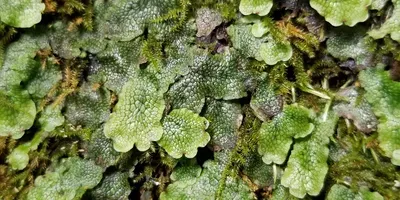 liverwort