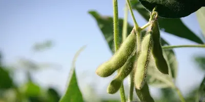 soybeans