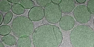 A close-up view of the RBD particle vaccine