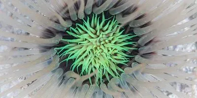 tube anemone