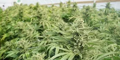 medical cannabis cultivation