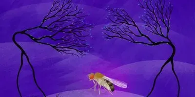 A new method to label proteins in the fruit fly