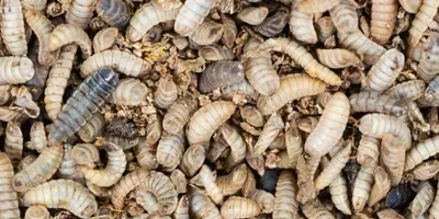 black soldier fly larvae