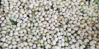 Wild olives