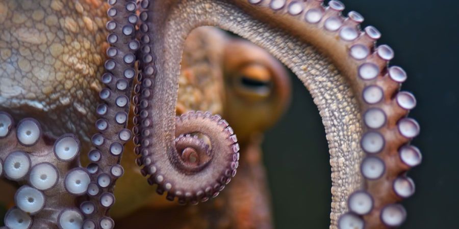 Do Octopuses' Arms Have a Mind of Their Own? | Lab Manager