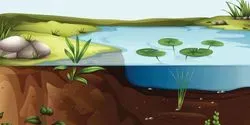 nitrogen cycle in ecosystems