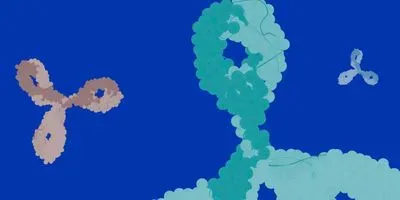 Antibody Production