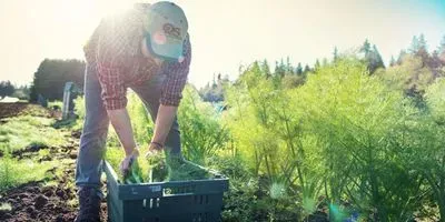 Increasing Diversity In Crop Production Benefits Biodiversity Without Compromising Yields