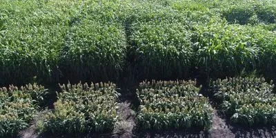 2017 Sorghum Diversity Panel