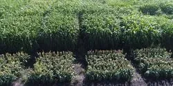 2017 Sorghum Diversity Panel