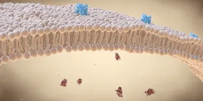 cell membrane illustration