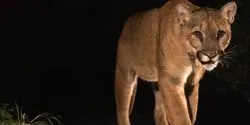 Camera trap image of a mountain lion (article image)