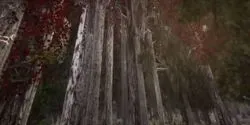 A virtual forest walk