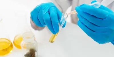 cannabis research funding