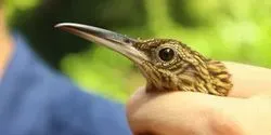 Cocoa woodcreeper (article image)